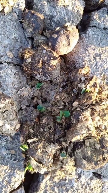 Reproducción de mezquite por semilla 2 смотреть онлайн