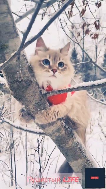 Смешные котики-лайк #кошки #котики #котёнок #кот #cat #cats #коты #Shorts смотреть онлайн