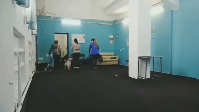 Занятие в Кинологическом тренинговом центре DogPride #4 смотреть онлайн