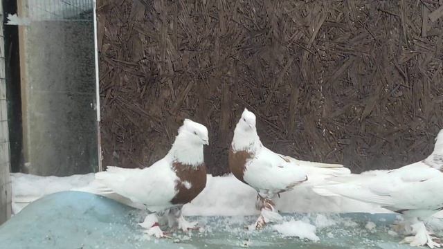 Кызыл Тош Выбор смотреть онлайн