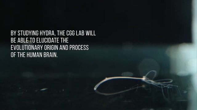 Hydra: Revealing the Origins of Human Brain Evolution смотреть онлайн