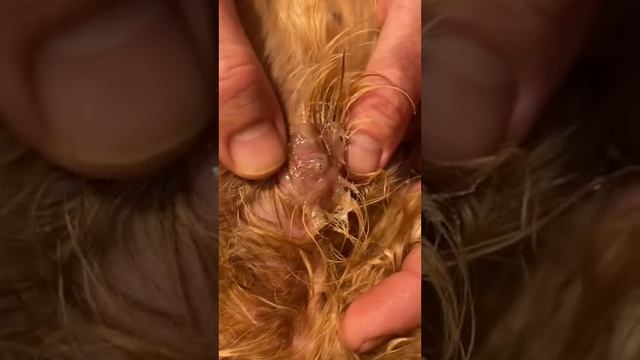 botfly removal from dog😦😦#ytshorts #shorts смотреть онлайн