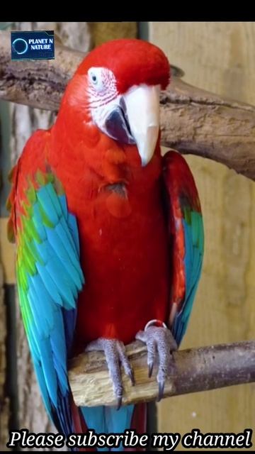 Scarlet Macaw ||Planet N Nature #shorts смотреть онлайн
