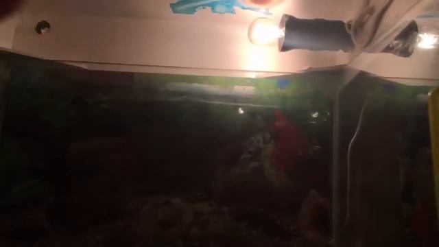 Мои домашние животные смотреть онлайн