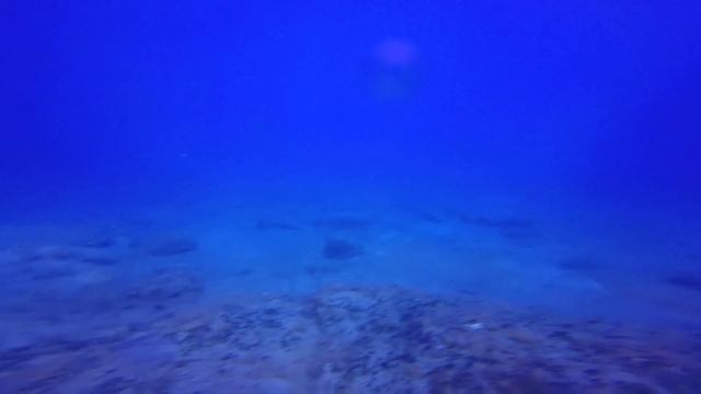 Lex Diving in Gran Canaria, Blue Water Diving, Angel Shark смотреть онлайн