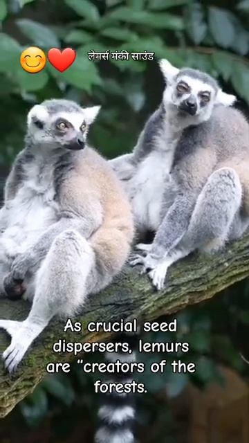 लेमर्स ❤️ lemurs monkey sound #wildlife #monkey #animalslove #animallover смотреть онлайн