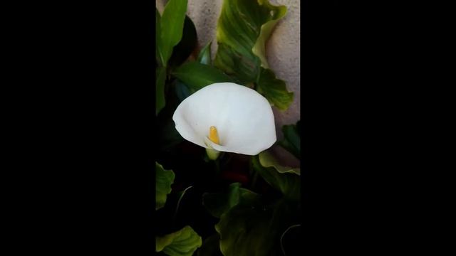 floarea cala смотреть онлайн