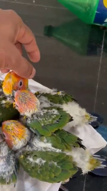 Sun Conure babies..These cute little guys ... смотреть онлайн
