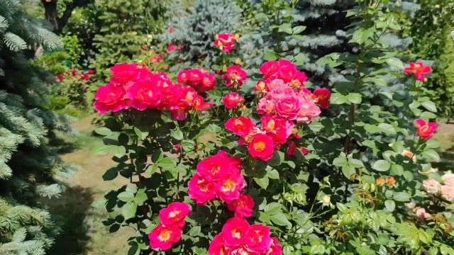 Роза Декор Арлекин ( Rose Decor Arlequin) июнь 2024 смотреть онлайн