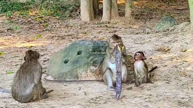 Обезьяны Ангкор Вата - кушают вкусняшки )) смотреть онлайн
