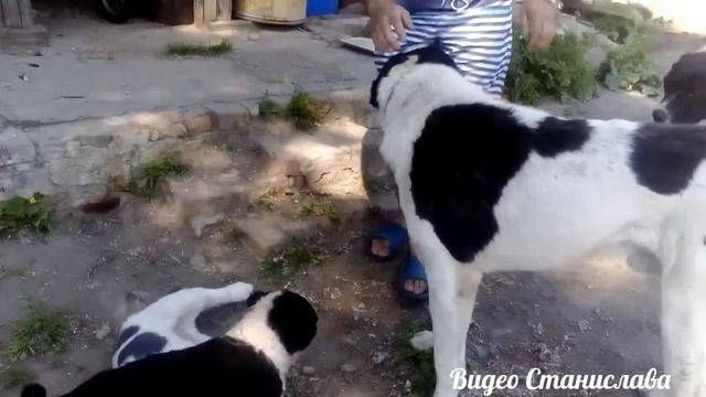 ГУЛЯ+ЖИГАН+щёны смотреть онлайн