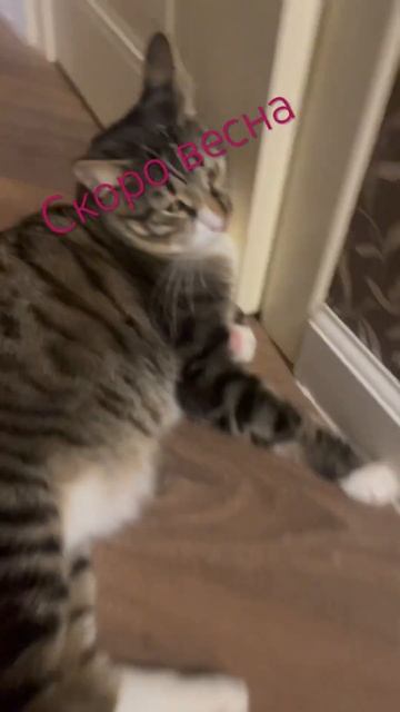 #кот #2024год #снежок #cat #капибара #music #remix #video #новыйгод #love #рекомендации #shorts смотреть онлайн