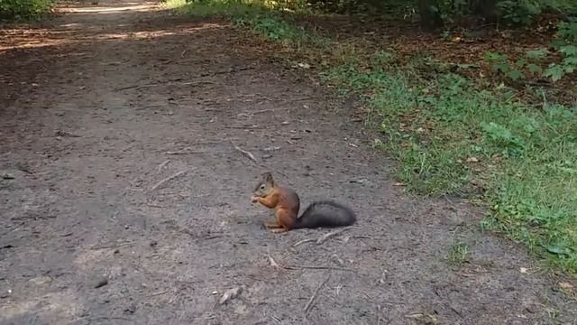 Белки в моем лесу смотреть онлайн