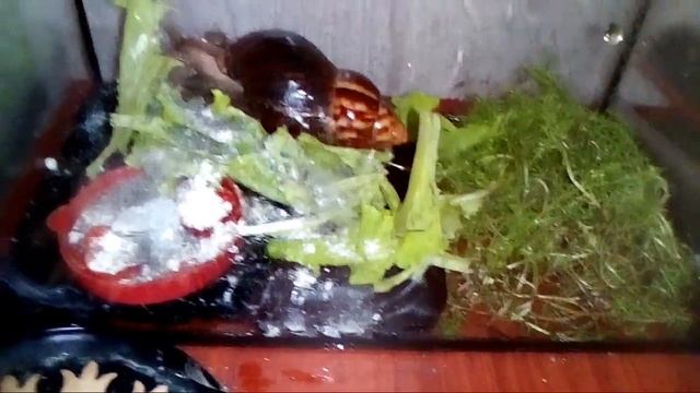 Ахатины Фулика Переселяются на мат и Землю смотреть онлайн