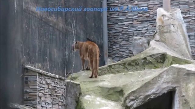 Пума Милана осваивает новое место 29.04.2021 смотреть онлайн