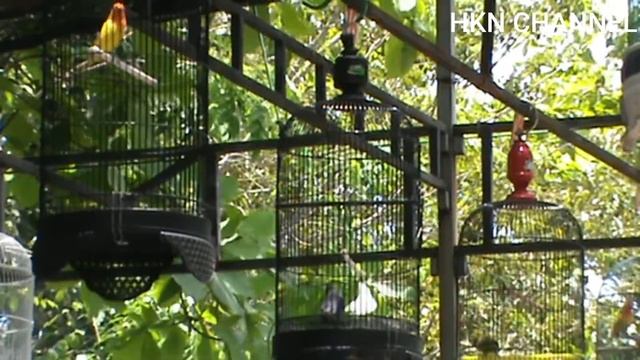 lomba burung love bird bebas aksi rotasi gantangan golden prawn batam смотреть онлайн