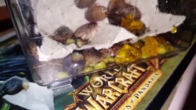 Roaches Feeding смотреть онлайн