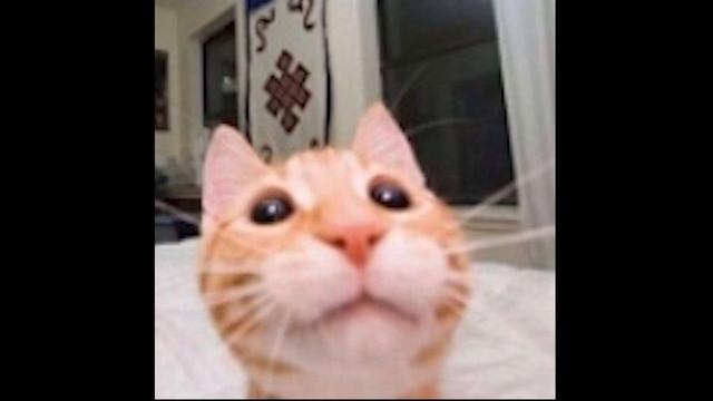 Go Kitty Go Breakcore