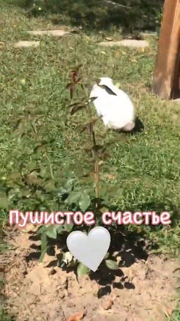 Свободный выгул кроликов | Прогулка без поводка смотреть онлайн