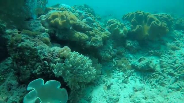 Canthigaster Solandri pour Patrick смотреть онлайн