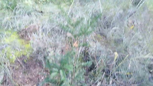 Plantació d'un roure valencià (Quercus faginea), un teix (Taxus baccata) i una pinassa (Pinus nigra смотреть онлайн