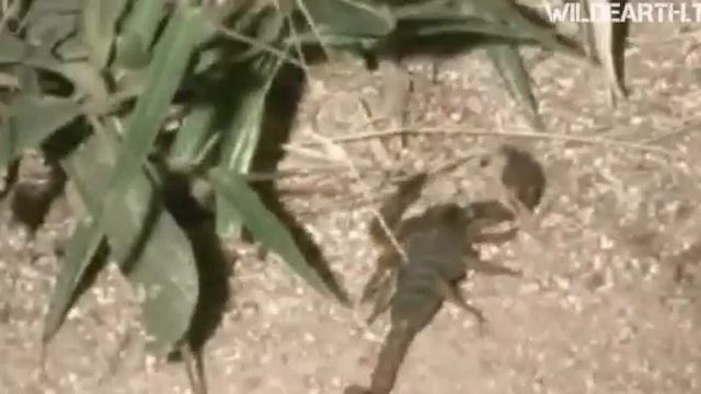 Scorpion смотреть онлайн