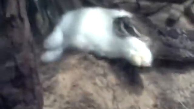 Snake Eatting A Rabbit