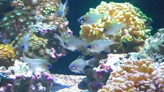 Ghost cardinals смотреть онлайн