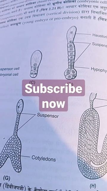 Embryo Development in Dicotyledonous biology#shorts video# смотреть онлайн