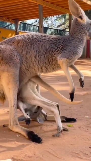 कंगारू🦘 😍#shorts #viral #video #kangaroo #viralvideo #animals #ytshorts #cute#youtube смотреть онлайн