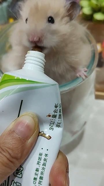Adorable Hamster Care Routine! Must-Have Calcium & Nutrient Cream for Teddy Bear Hamsters -... смотреть онлайн