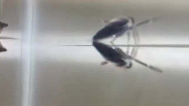 マツモムシ　カメムシ目　マツモムシ科　YouTube смотреть онлайн