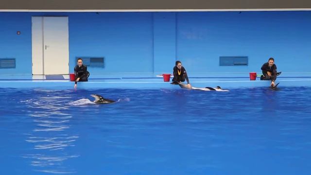 Приморский океанирум. Тренировочные выступления дельфинов. смотреть онлайн