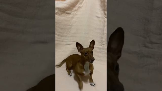 Hartz Dura Play Bacon Bone-product testing part 1 смотреть онлайн
