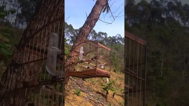 Trinca Ferro (Pratti) Dimilsinho de Sante Rita, Villa Velha ES 1 смотреть онлайн