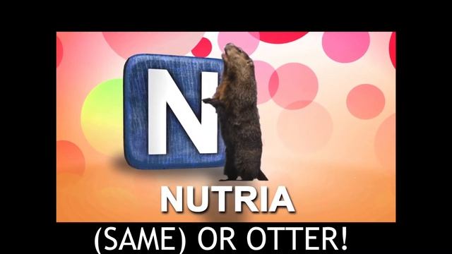 Alphabets With Greenscreen Animals (English Translation BY ME)