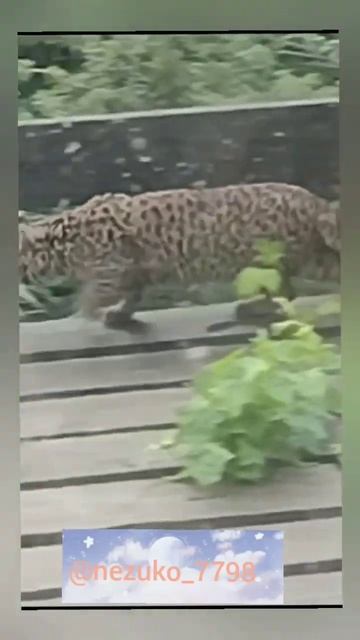 El e peluche un gato guiña#animalesfantasticos #chile #mascotas смотреть онлайн