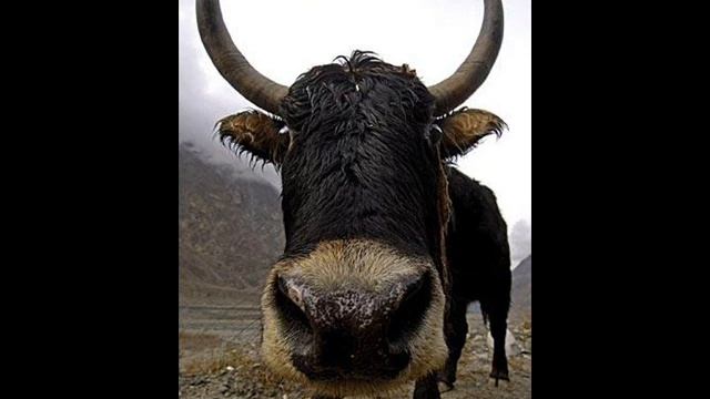 Fetish - Dance of the Hot Cunts смотреть онлайн