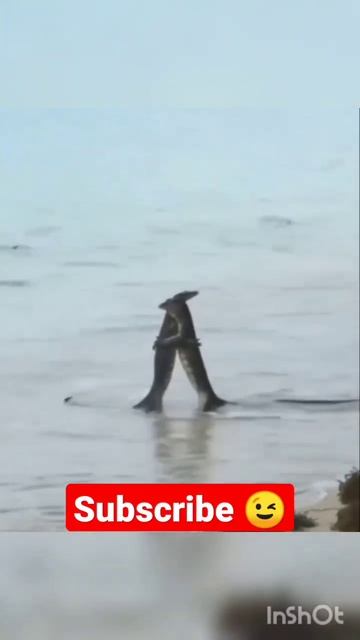 Galago, gray monitor lizard, beluga ball games- Animals Sounds смотреть онлайн