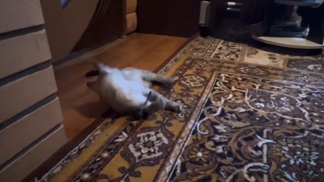 Невский Маскарадный котёнок в добрые руки! смотреть онлайн