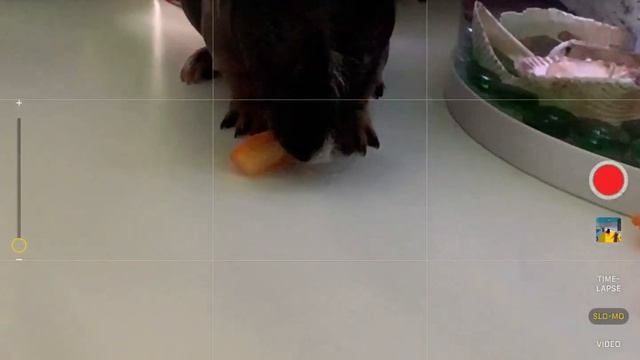 На сегодня Кушает ￼ смотреть онлайн