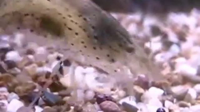 Caridina Japonica (Amano Shrimp) смотреть онлайн
