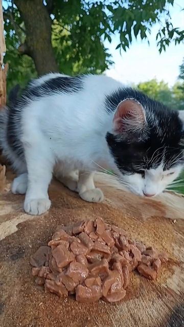 #кошки #cat #кошка #cats #кот #котики #животные #котята #котенок #коты #котэ #любовь #котик #россия смотреть онлайн