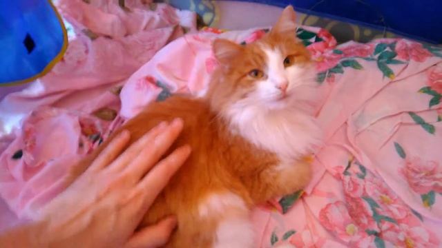 Мой кот Персик | My red haired cat Persik [Peach] смотреть онлайн
