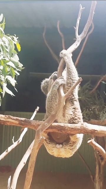koala 🐨 rimix смотреть онлайн