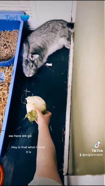 Tim 💙 Giant Continental Rabbit 💙 Injoying His Cabage 💙 смотреть онлайн