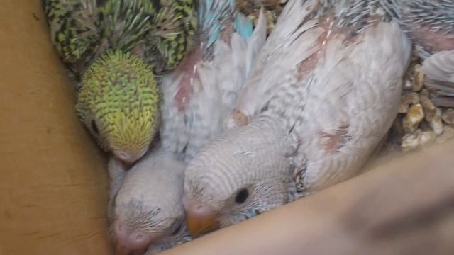 Baby Budgies/Parakeets(Kami And Pepper)(Волнистых попугаев) смотреть онлайн