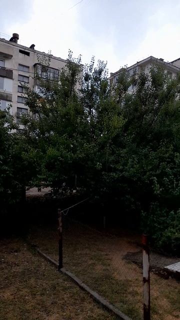 Пуля боится грозы!Чихуахуа Пулька, шотландская кошка Буня и шиншилла Боцман. 30.07.2022. смотреть онлайн