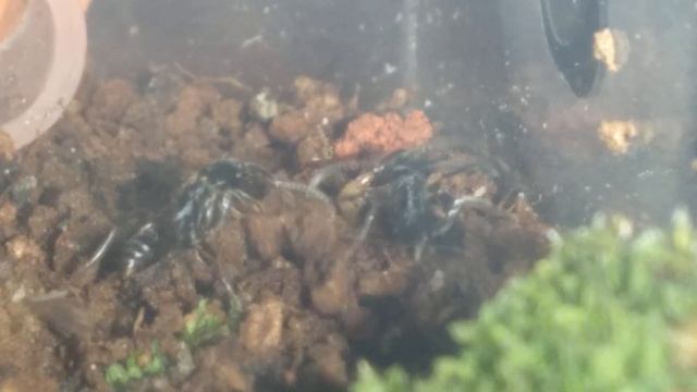 ODONPONERA TRANSVERSA SĂN GIÁN 😋 смотреть онлайн