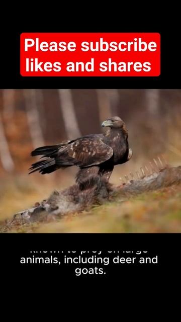 Why this Birds are most Deadliest birds|must watch #shorts #facts #shortsfeed #viral #youtube #shor смотреть онлайн